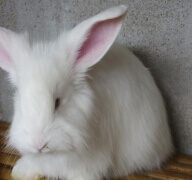 如何預防蒙陰長毛兔飼料霉變？
