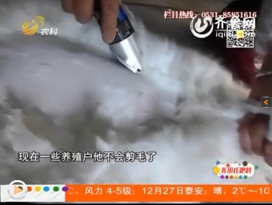養(yǎng)兔行業(yè)進(jìn)入忌盲目，從問(wèn)題講起！