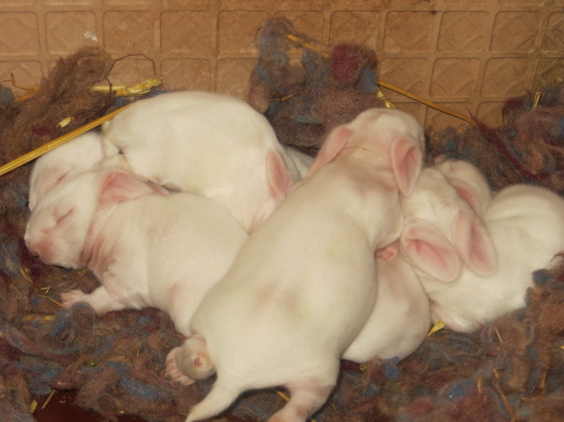飼養(yǎng)安哥拉兔時常見的8個問題