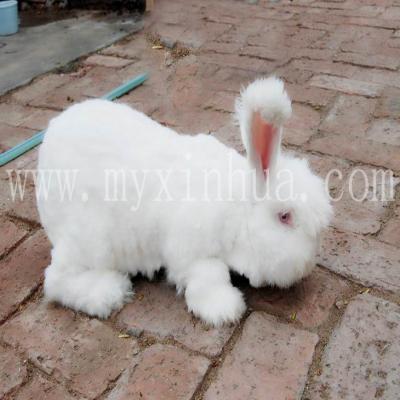 飼養(yǎng)兔子要做好定時、定量、定質的喂食！